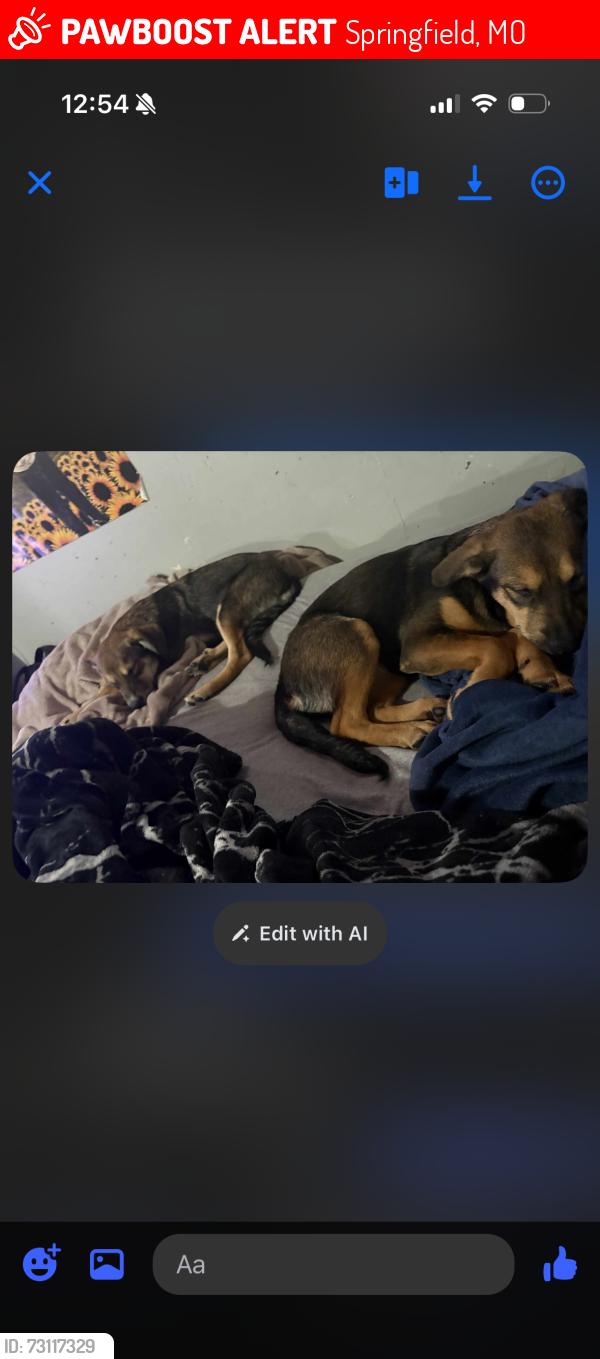 Lost Female Dog last seen Idk, Springfield, MO 65802