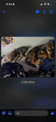 Lost Female Dog last seen Idk, Springfield, MO 65802