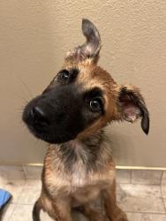 Found/Stray Male Dog last seen Loma Vista Community Church, Loma Vista, CA 93619