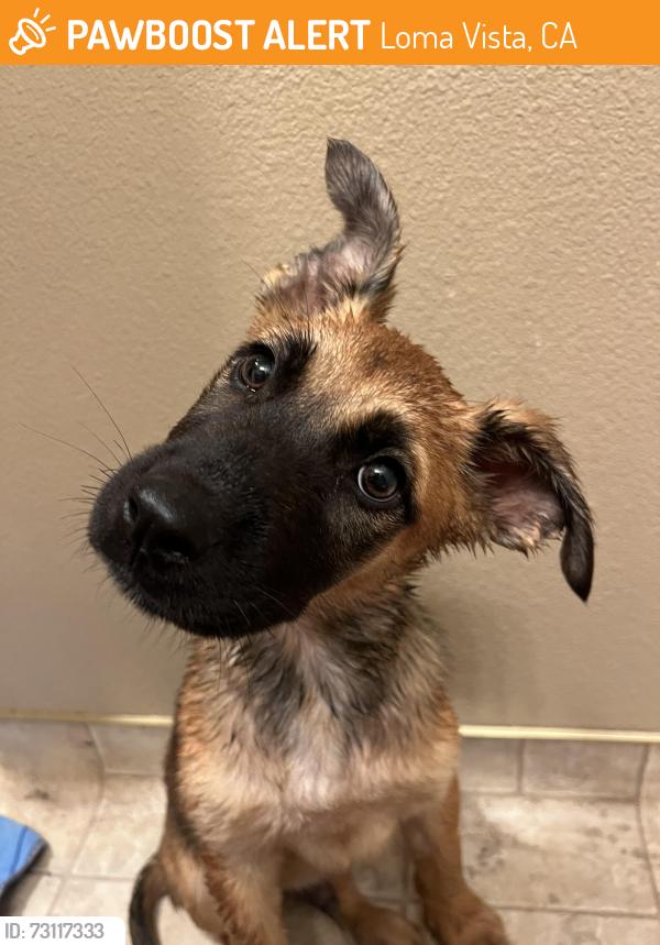 Found/Stray Male Dog last seen Loma Vista Community Church, Loma Vista, CA 93619