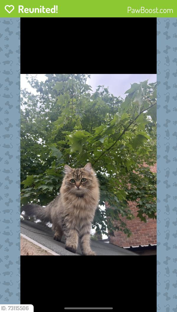 Reunited Female Cat last seen Holly Road/Brookside Avenue, Poynton, Poynton, England SK12 1PW