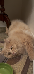 Lost Male Cat last seen Pear Tree, Oceana South 2, Oceanside, CA 92057