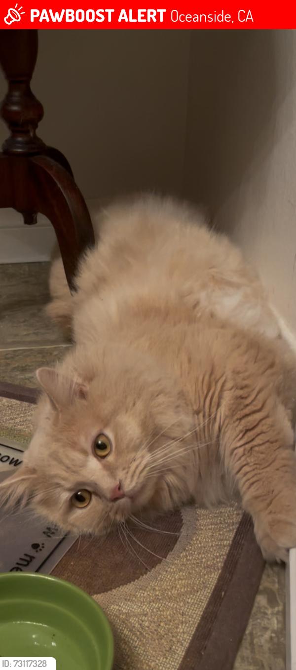 Lost Male Cat last seen Pear Tree, Oceana South 2, Oceanside, CA 92057
