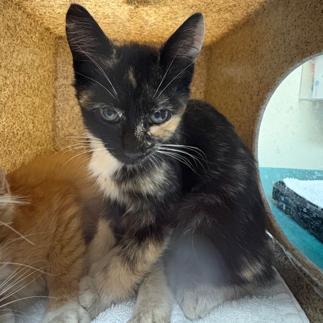 Shelter Stray Female Cat last seen , 361 S Raymond Ave, Pasadena, CA 91105, USA
