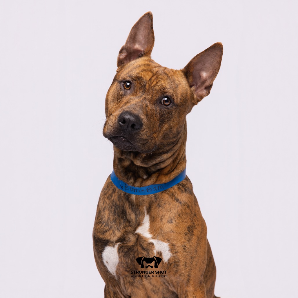 Shelter Stray Male Dog last seen , 3607 N Armenia Ave, Tampa, FL 33607, USA
