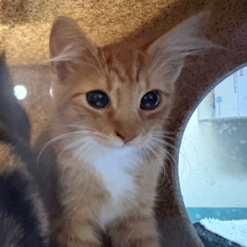 Shelter Stray Male Cat last seen , 361 S Raymond Ave, Pasadena, CA 91105, USA