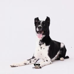 Shelter Stray Male Dog last seen , 3607 N Armenia Ave, Tampa, FL 33607, USA