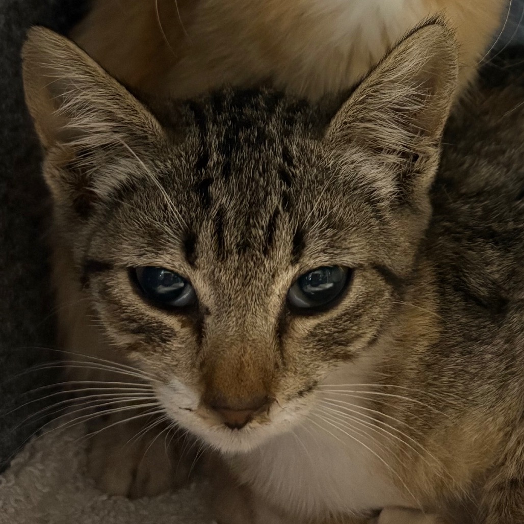 Shelter Stray Female Cat last seen , 361 S Raymond Ave, Pasadena, CA 91105, USA
