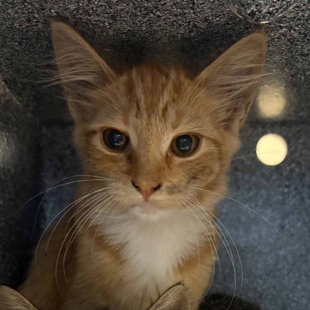 Shelter Stray Female Cat last seen , 361 S Raymond Ave, Pasadena, CA 91105, USA