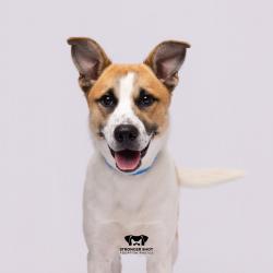 Shelter Stray Male Dog last seen , 3607 N Armenia Ave, Tampa, FL 33607, USA