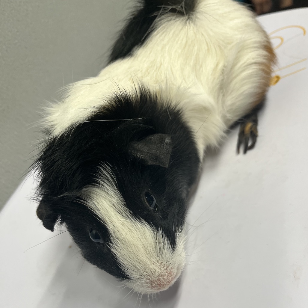 Shelter Stray Male Other last seen , 3607 N Armenia Ave, Tampa, FL 33607, USA