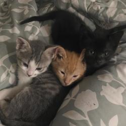 Shelter Stray Female Cat last seen , 2350 Appling City Cove, Memphis, TN 38133, USA