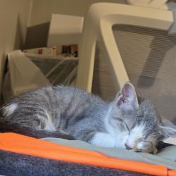 Shelter Stray Female Cat last seen , 2350 Appling City Cove, Memphis, TN 38133, USA