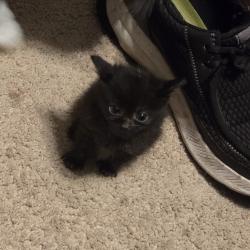 Shelter Stray Female Cat last seen , 2350 Appling City Cove, Memphis, TN 38133, USA
