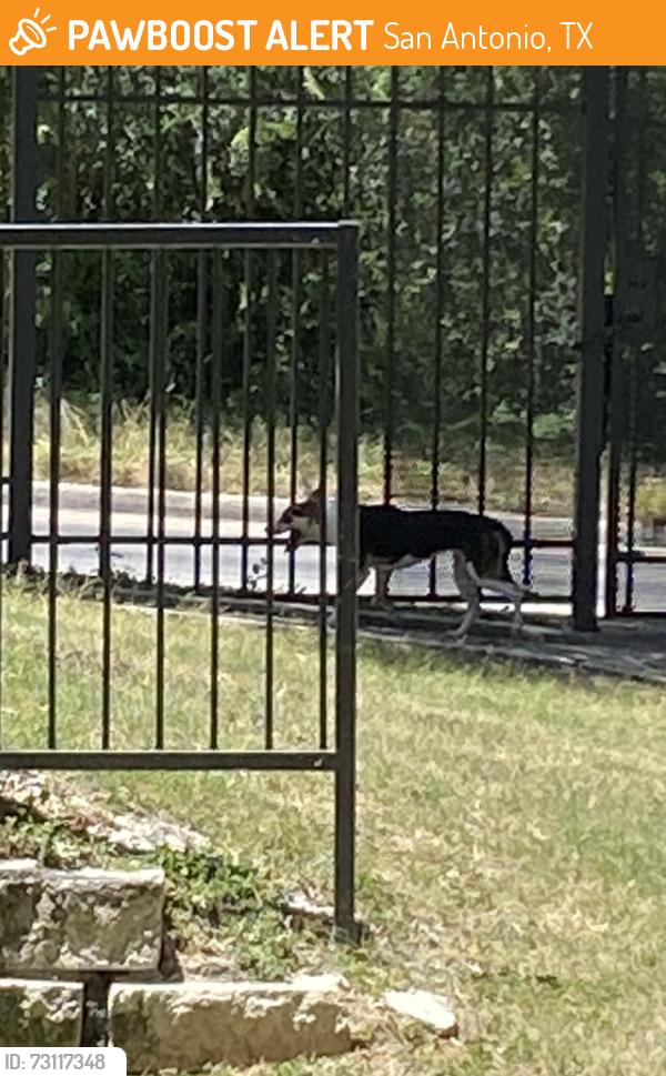 Found/Stray Unknown Dog last seen Near Babcock Rd, San Antonio, TX 78249