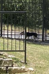 Found/Stray Unknown Dog last seen Near Babcock Rd, San Antonio, TX 78249
