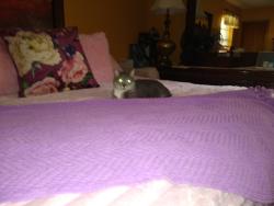 Lost Male Cat last seen Rue de le roi st ne/mooney, Fort Walton Beach, FL 32547