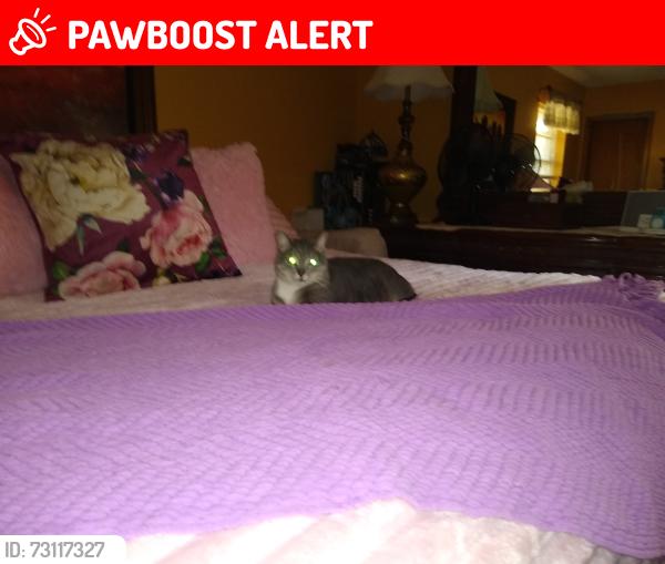 Lost Male Cat last seen Rue de le roi st ne/mooney, Fort Walton Beach, FL 32547