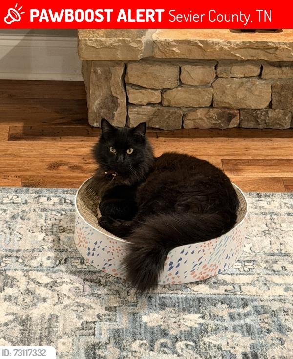 Lost Male Cat last seen Mattie Jean way, Sevier County, TN 37862