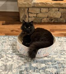 Lost Male Cat last seen Mattie Jean way, Sevier County, TN 37862