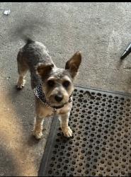 Lost Male Dog last seen Burns pl, Stockton, CA 95210