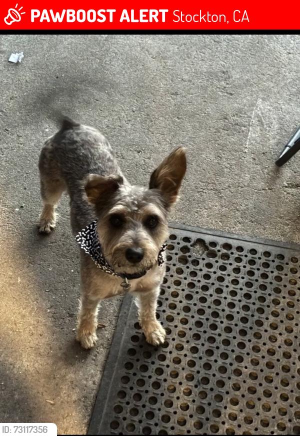 Lost Male Dog last seen Burns pl, Stockton, CA 95210