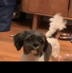 Reunited Female Dog last seen 115th Ave and 166th st, Queens, NY 11366