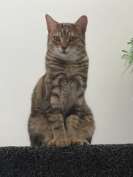 Lost Female Cat last seen Biddick Washington, Biddick, England NE38 7NU
