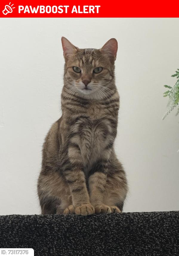Lost Female Cat last seen Biddick Washington, Biddick, England NE38 7NU