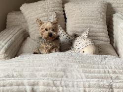 Reunited Male Dog last seen Accolade way and Cassowary, Conroe, TX 77385