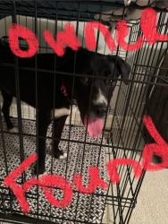 Reunited Male Dog last seen Neighborhood is Longmire on Lake Conroe, Conroe, TX 77304