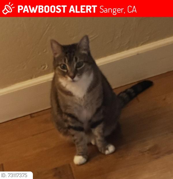 Lost Female Cat last seen Quality/Ashlan or ashlan/academy, Sanger, CA 93657