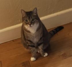Lost Female Cat last seen Quality/Ashlan or ashlan/academy, Sanger, CA 93657
