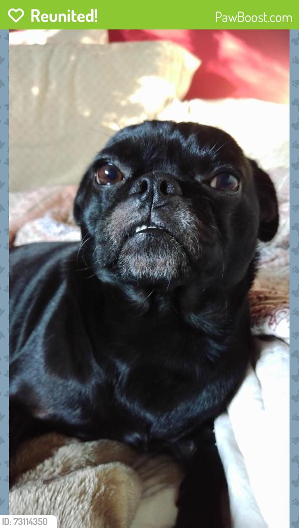 Reunited Male Dog last seen Middlebush and gribble, San Diego, CA 92114