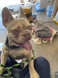 Reunited Male Dog last seen Buckley and smoky hill, Centennial, CO 80015
