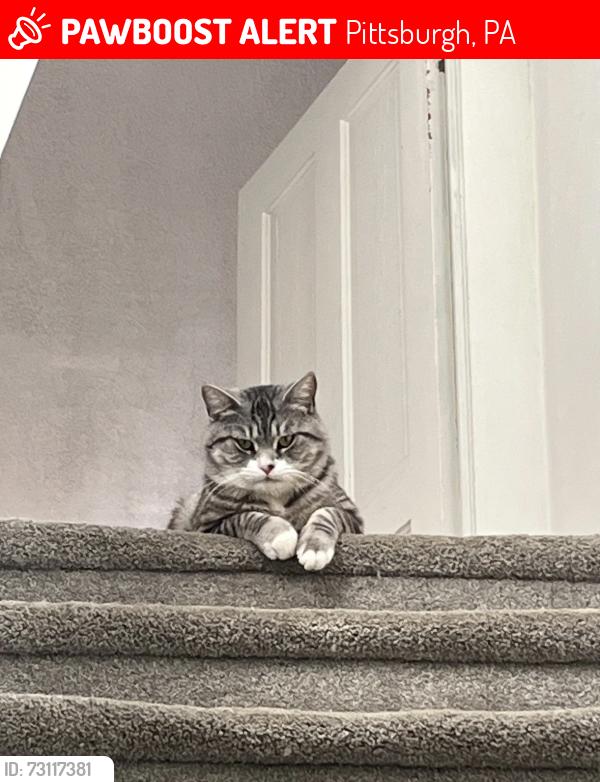 Lost Male Cat last seen West rund road Pittsburgh, Pa, Pittsburgh, PA 15207
