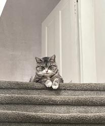 Lost Male Cat last seen West rund road Pittsburgh, Pa, Pittsburgh, PA 15207