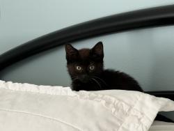 Found/Stray Female Cat last seen Quartzite Dr, Split Rock Township, SD 57110