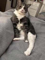 Lost Male Cat last seen South Sproul Road and Amanda Ave, Broomall, PA 19008
