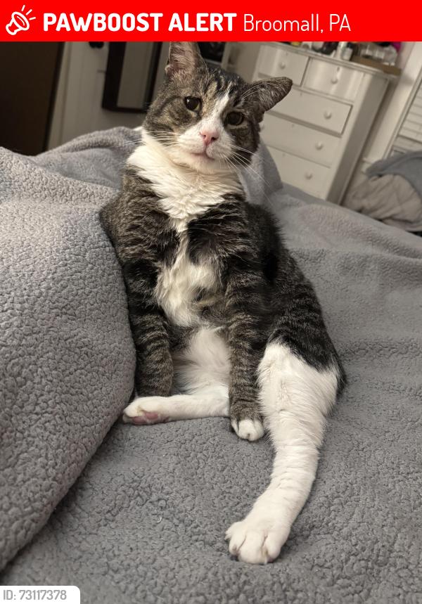 Lost Male Cat last seen South Sproul Road and Amanda Ave, Broomall, PA 19008