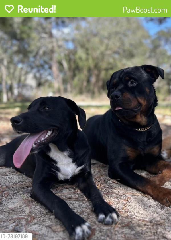 Reunited Female Dog last seen Leisure Acres, Lecanto, FL, Lecanto, FL 34461