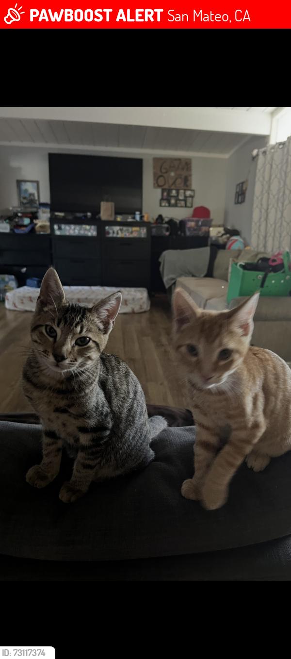 Lost Male Cat last seen Near Adams street, San Mateo, CA 94403