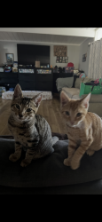 Lost Male Cat last seen Near Adams street, San Mateo, CA 94403
