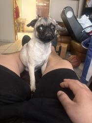 Reunited Female Dog last seen Near N 35th dr, Phoenix, AZ 85019