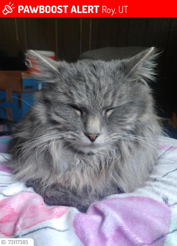 Lost Male Cat last seen American fist/iomaga, Roy, UT 84067