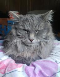 Lost Male Cat last seen American fist/iomaga, Roy, UT 84067