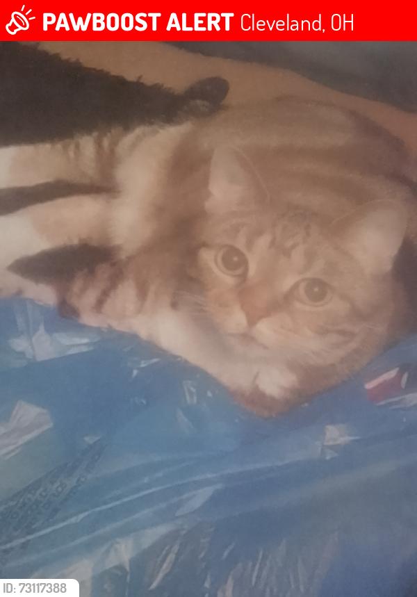 Lost Female Cat last seen Cudell recreation, Cleveland, OH 44102