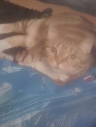 Lost Female Cat last seen Cudell recreation, Cleveland, OH 44102