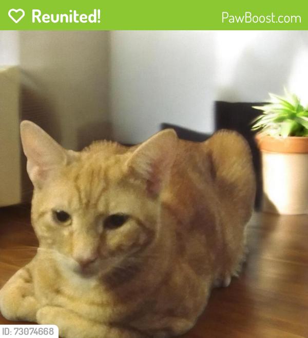 Reunited Male Cat last seen Marlboro Village, Milton, FL 32570