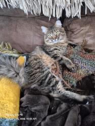 Lost Male Cat last seen Park Lane, Cedarburg, WI 53012